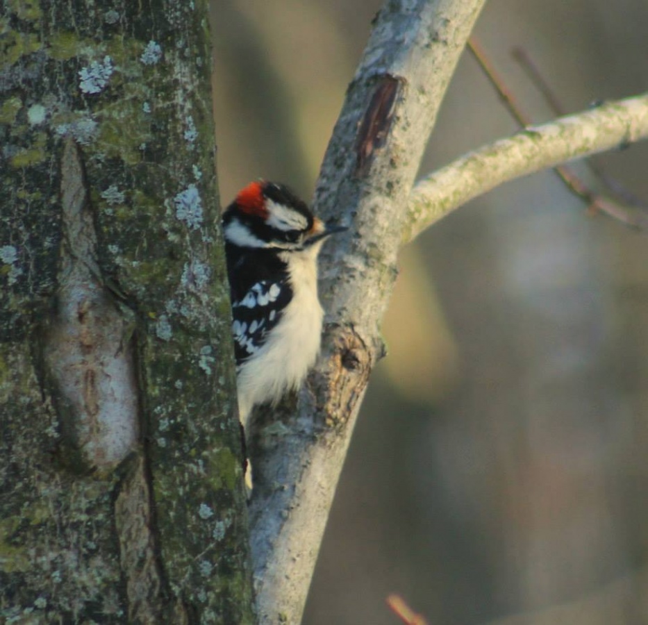Male downy woodpecker Photo by Sue Johansen, Park Naturalist